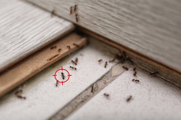 Best Affordable Pest Control Services  in Pleasantville, NJ